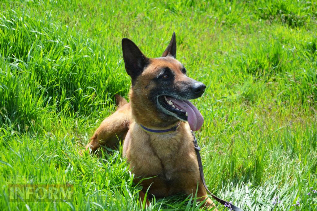 Вартові кордону: тандем кінолога Ізмаїльського прикордонного загону та службового собаки Нагіра