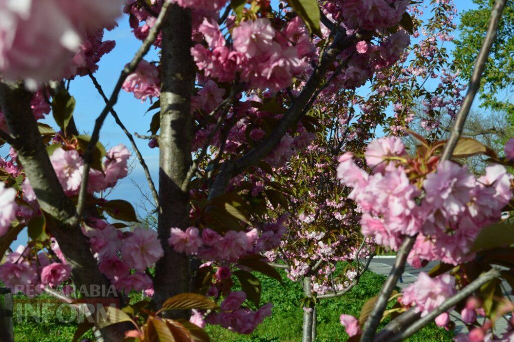 Заквітчаний Аккерман у вечірніх променях