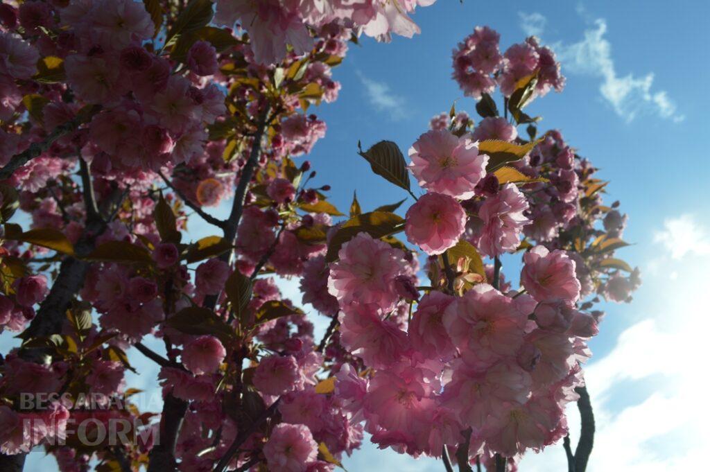 Заквітчаний Аккерман у вечірніх променях