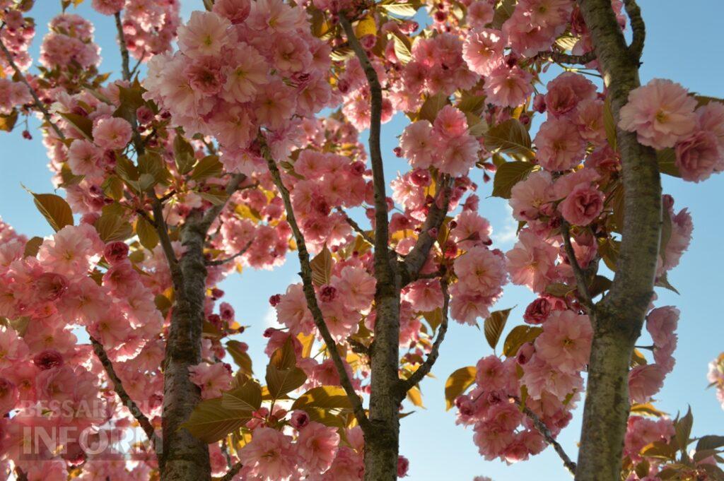 Заквітчаний Аккерман у вечірніх променях