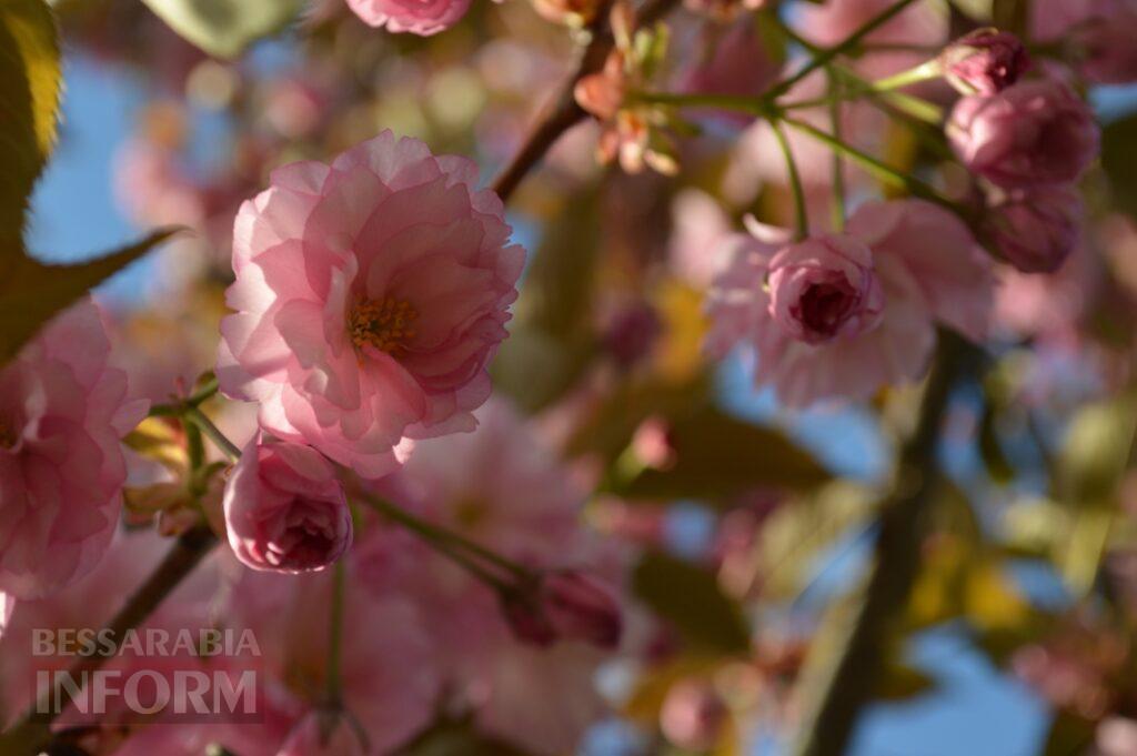 Заквітчаний Аккерман у вечірніх променях