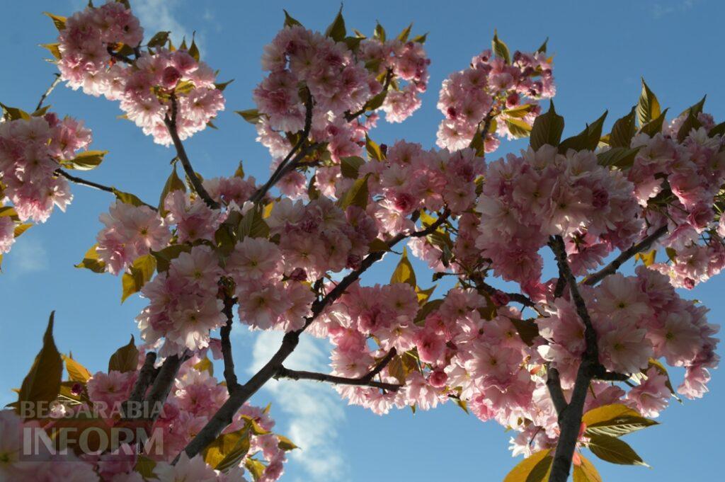 Заквітчаний Аккерман у вечірніх променях