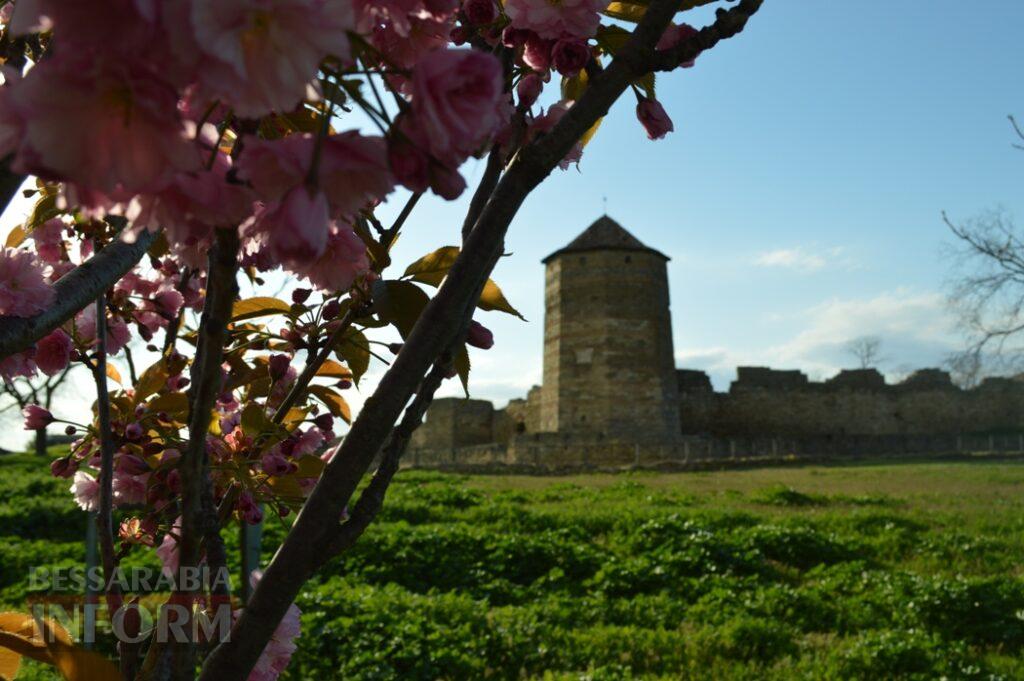 Заквітчаний Аккерман у вечірніх променях