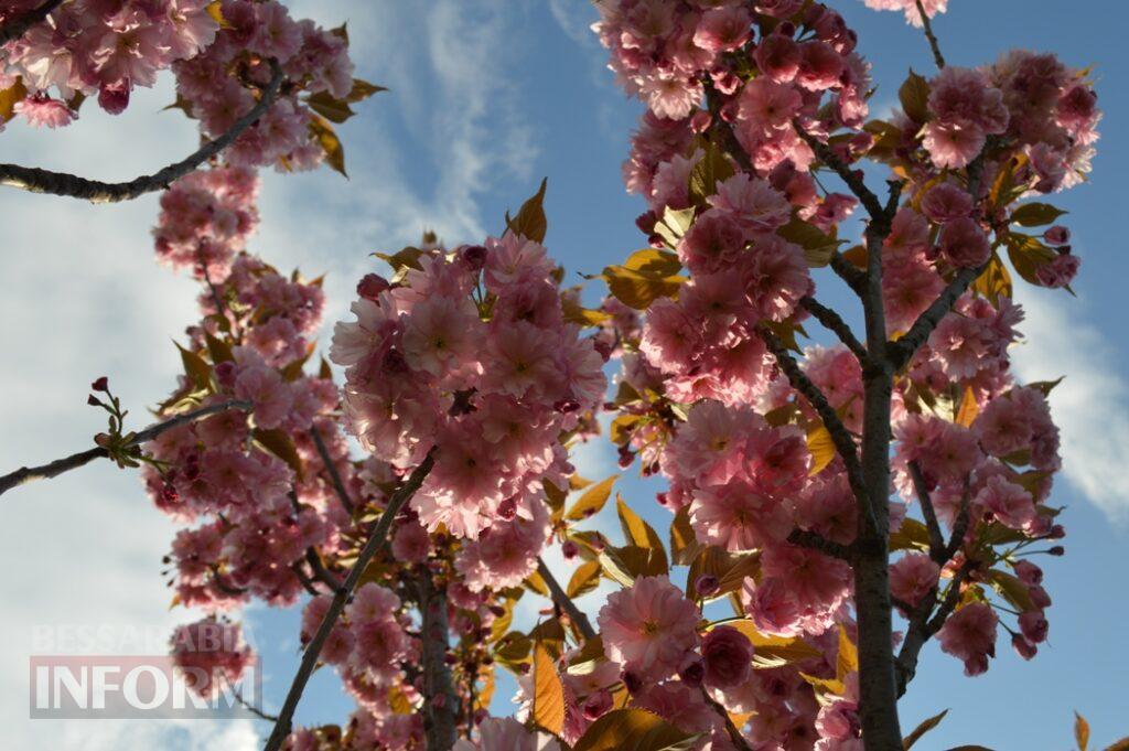 Заквітчаний Аккерман у вечірніх променях