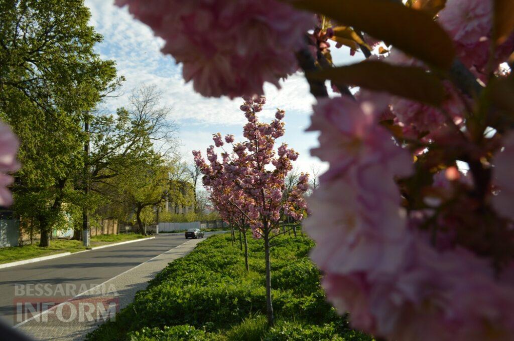 Заквітчаний Аккерман у вечірніх променях