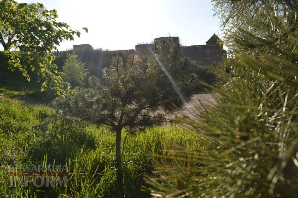 Заквітчаний Аккерман у вечірніх променях