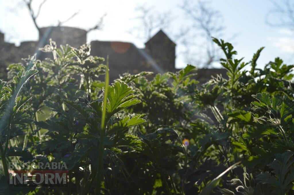 Заквітчаний Аккерман у вечірніх променях