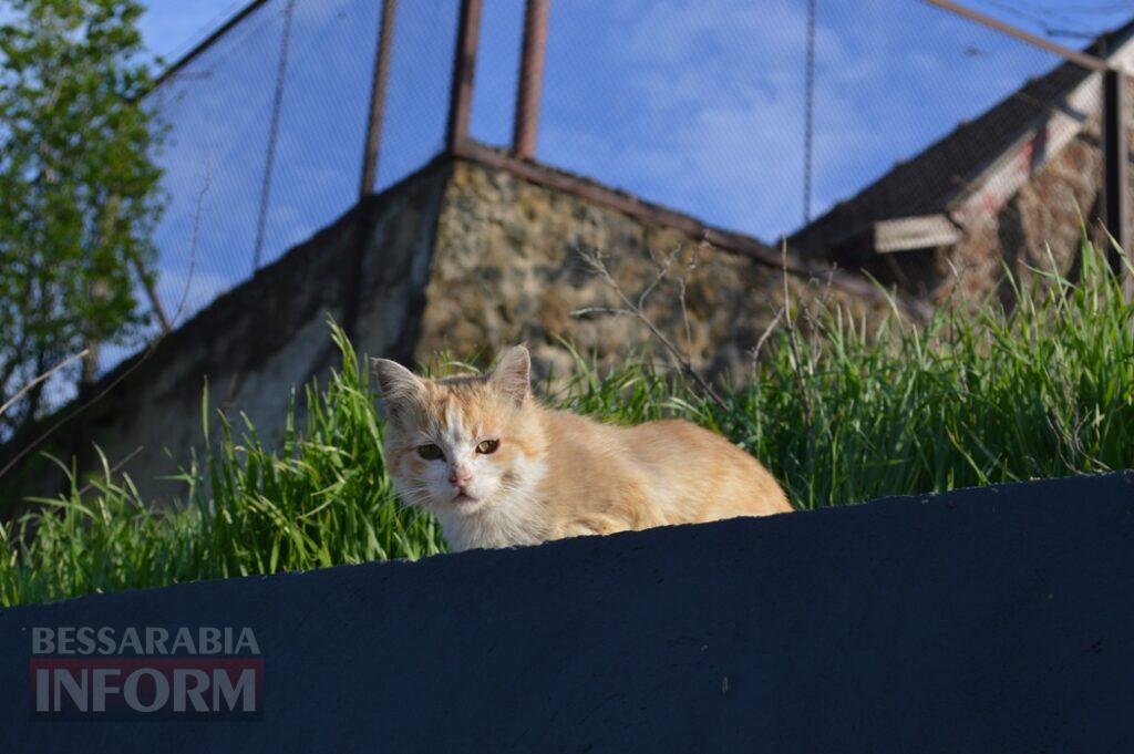Заквітчаний Аккерман у вечірніх променях