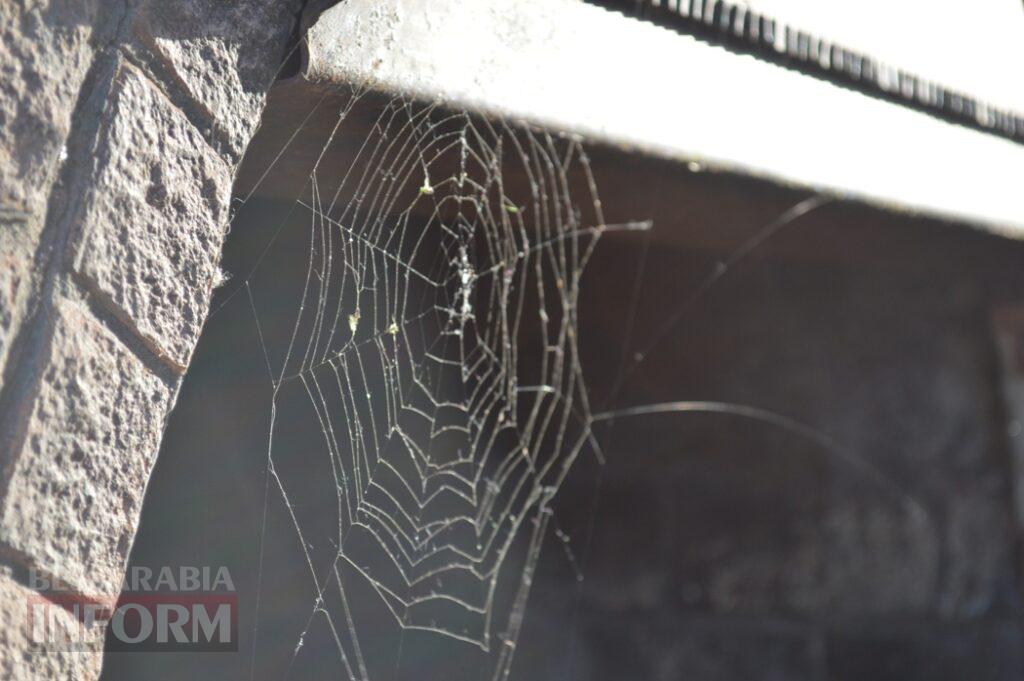 Заквітчаний Аккерман у вечірніх променях