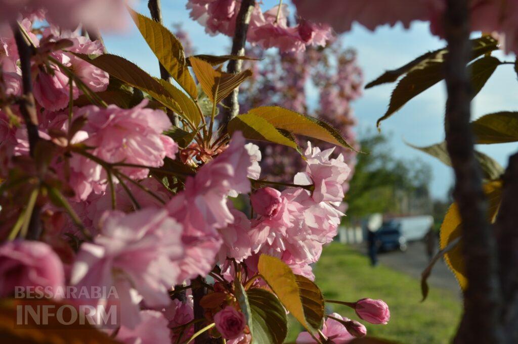 Заквітчаний Аккерман у вечірніх променях