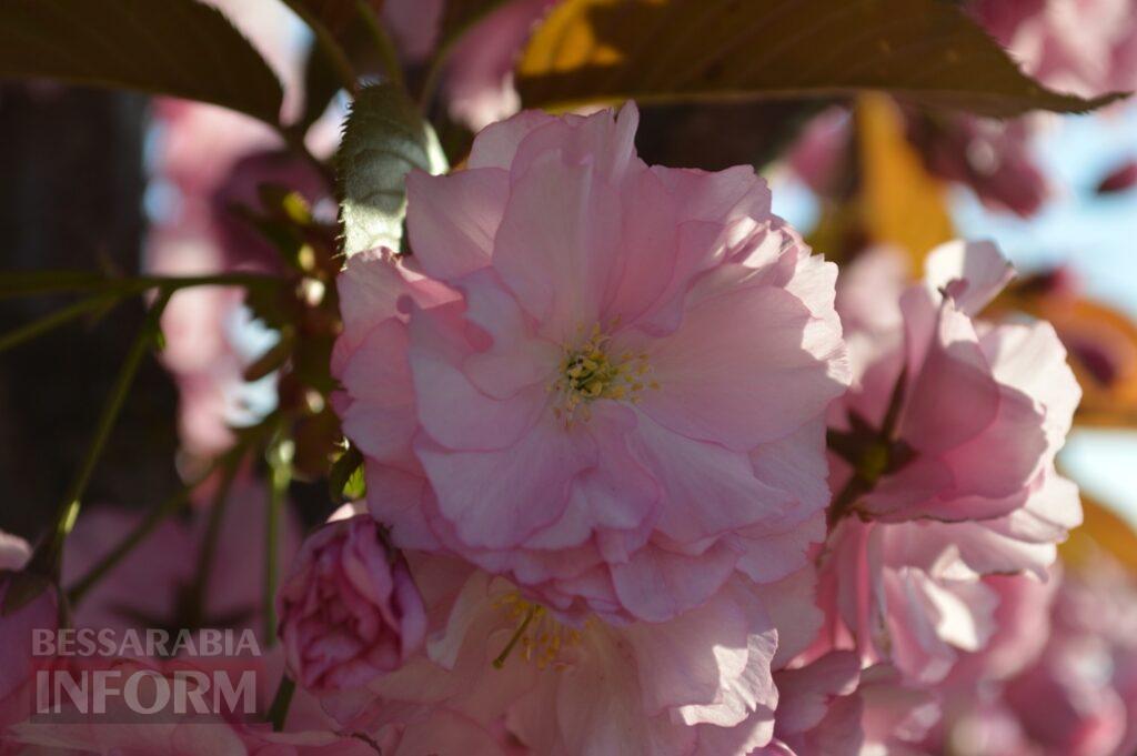 Заквітчаний Аккерман у вечірніх променях