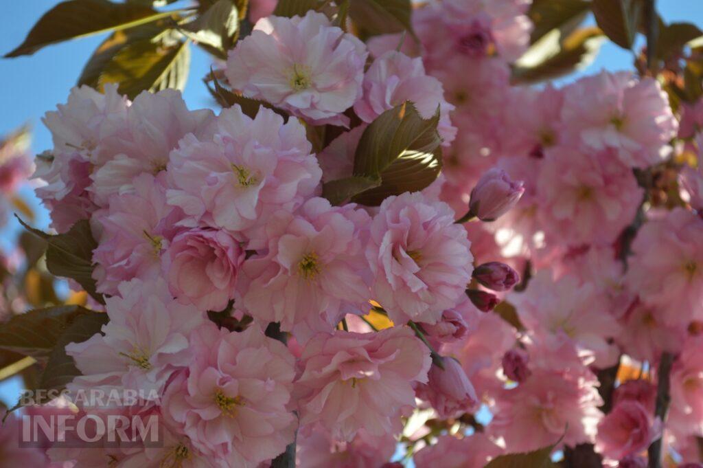 Заквітчаний Аккерман у вечірніх променях