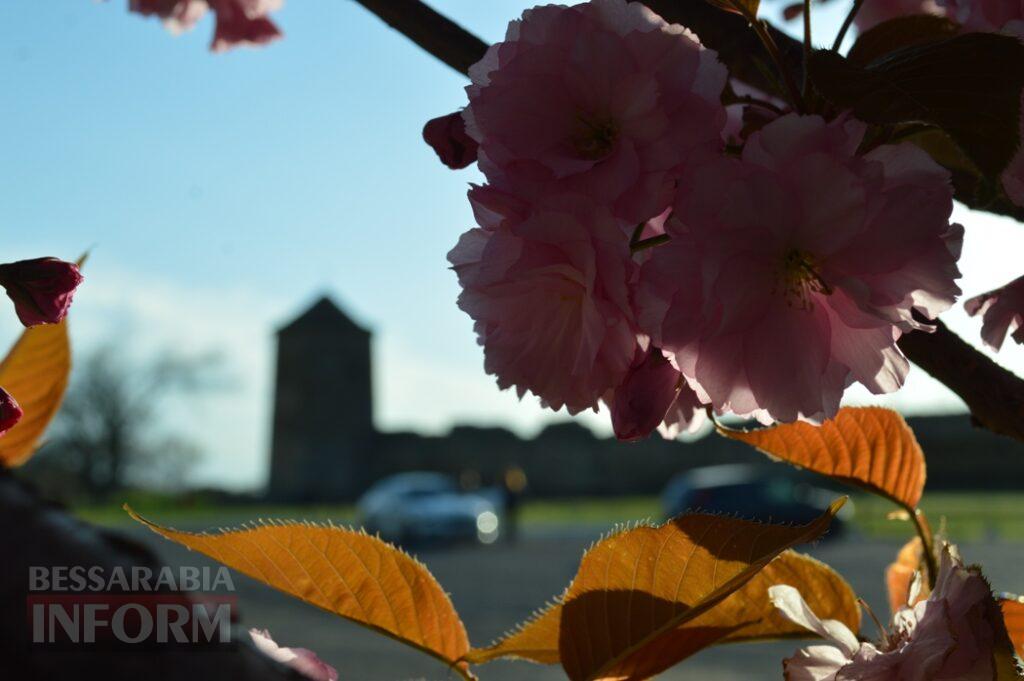 Заквітчаний Аккерман у вечірніх променях