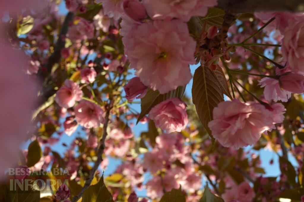 Заквітчаний Аккерман у вечірніх променях