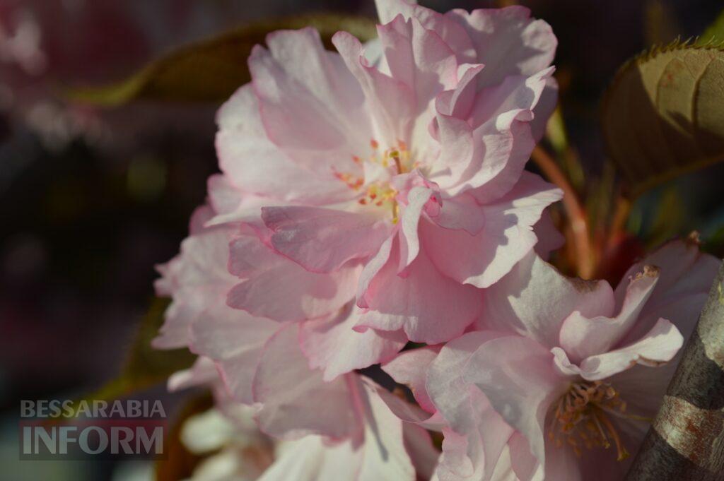 Заквітчаний Аккерман у вечірніх променях