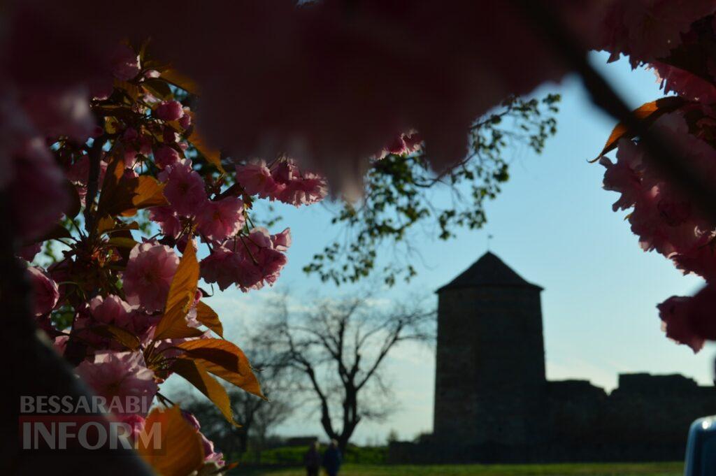 Заквітчаний Аккерман у вечірніх променях