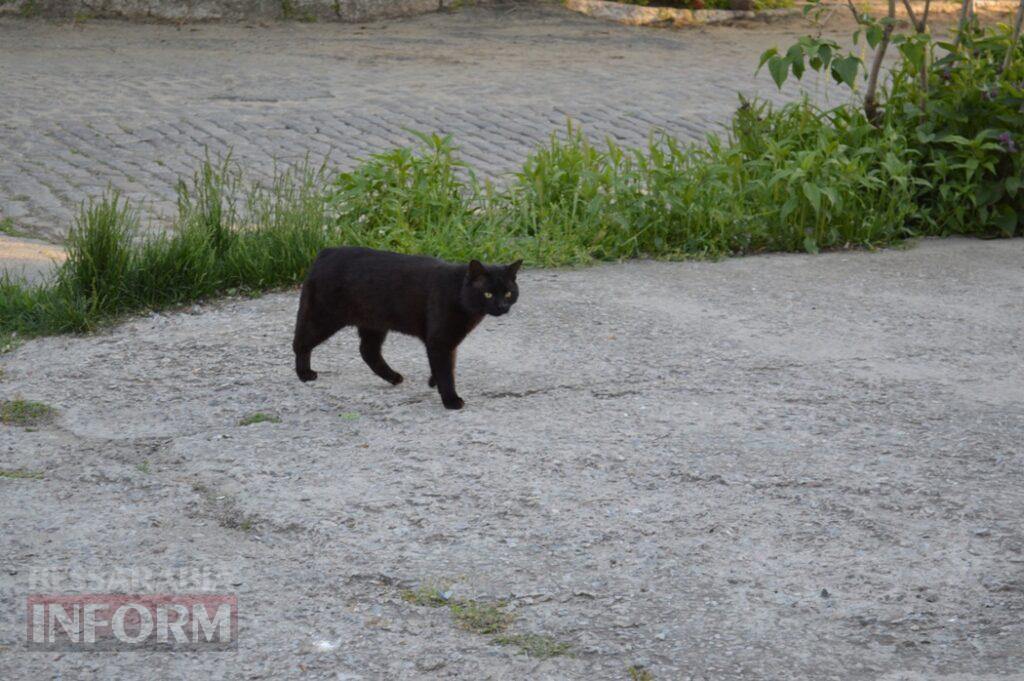 Заквітчаний Аккерман у вечірніх променях