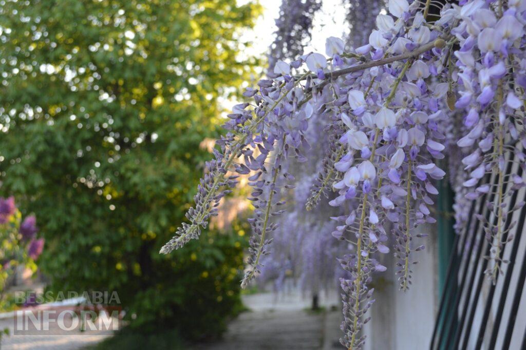 Заквітчаний Аккерман у вечірніх променях