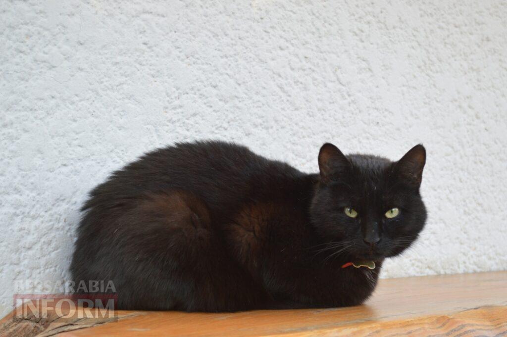 Заквітчаний Аккерман у вечірніх променях