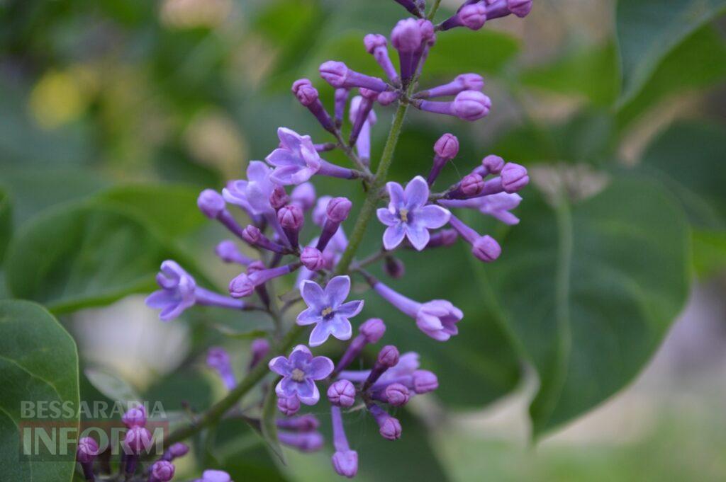 Заквітчаний Аккерман у вечірніх променях