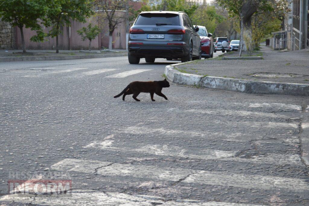 Заквітчаний Аккерман у вечірніх променях