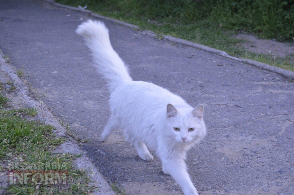 Заквітчаний Аккерман у вечірніх променях