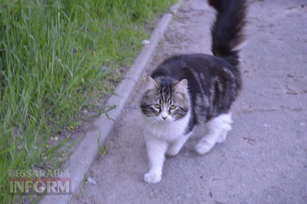 Заквітчаний Аккерман у вечірніх променях