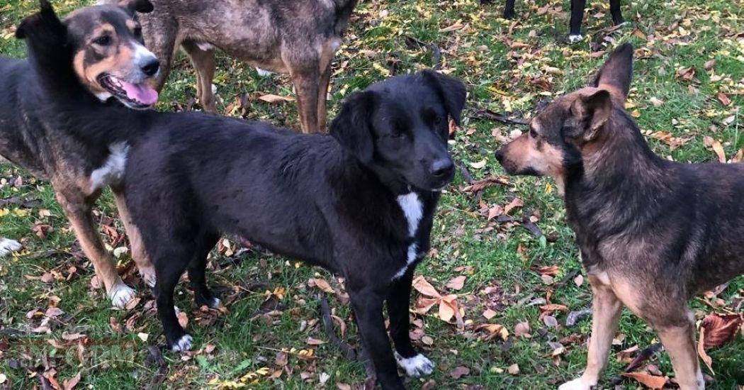 «Кишлак» на шляху до Європи: чому Рені став епіцентром зооапокаліпсису на тлі успіхів сусідів