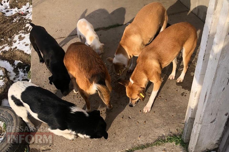 «Кишлак» на шляху до Європи: чому Рені став епіцентром зооапокаліпсису на тлі успіхів сусідів