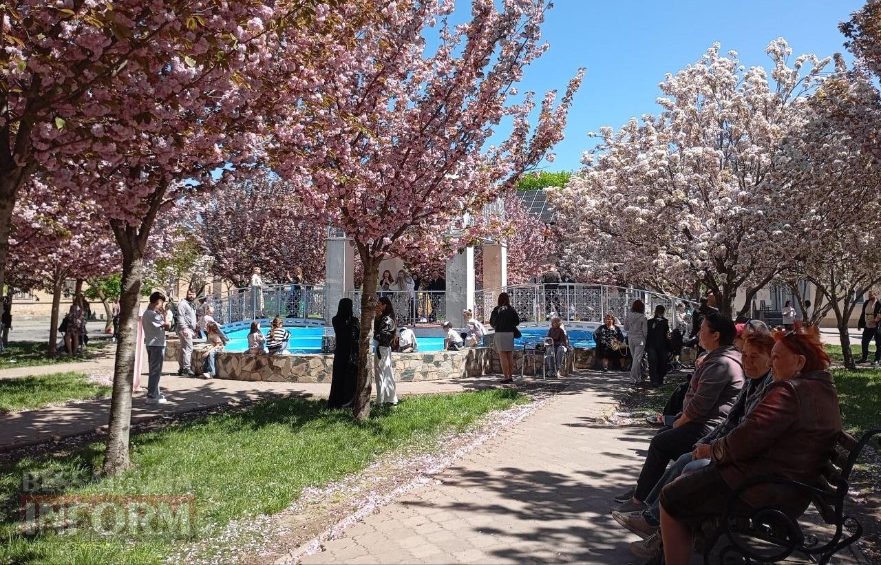 Рожева казка Ізмаїла: як сакуровий сад став символом столиці Придунав’я