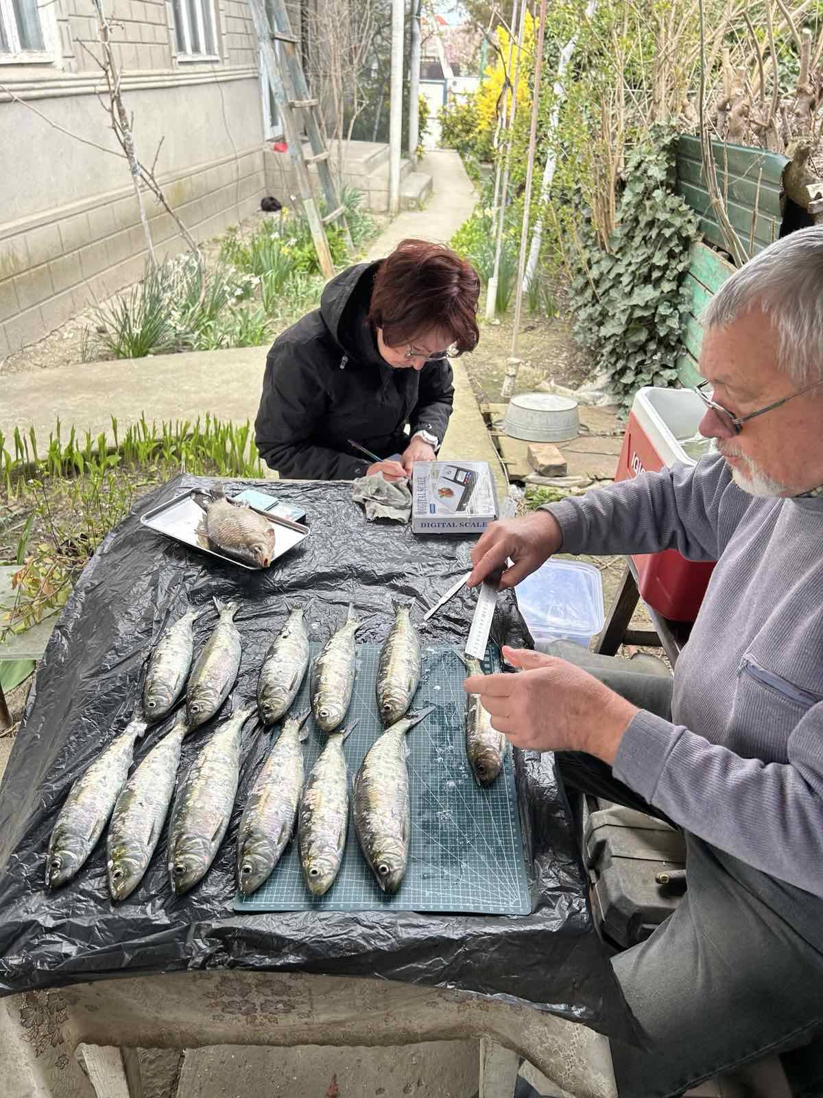 На Дунаї в цьому році зайнялися промисловим виловом річкової креветки