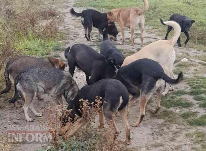 «Кишлак» на шляху до Європи: чому Рені став епіцентром зооапокаліпсису на тлі успіхів сусідів