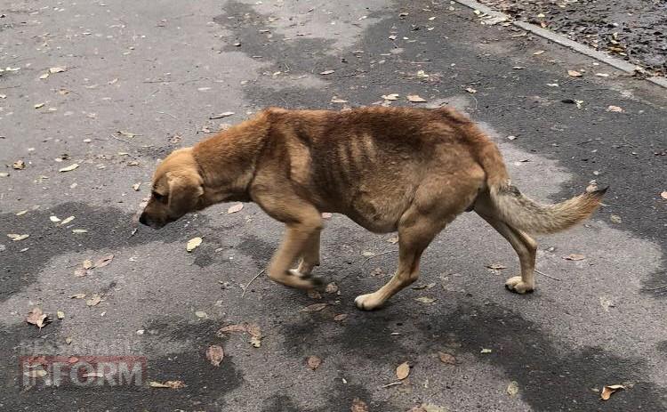 «Кишлак» на шляху до Європи: чому Рені став епіцентром зооапокаліпсису на тлі успіхів сусідів