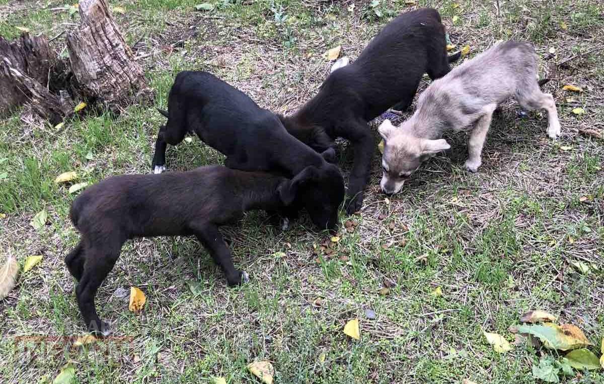 «Кишлак» на шляху до Європи: чому Рені став епіцентром зооапокаліпсису на тлі успіхів сусідів