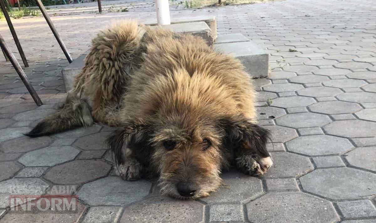 «Кишлак» на шляху до Європи: чому Рені став епіцентром зооапокаліпсису на тлі успіхів сусідів