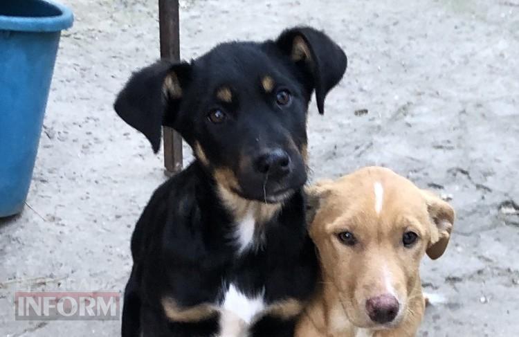 «Кишлак» на шляху до Європи: чому Рені став епіцентром зооапокаліпсису на тлі успіхів сусідів