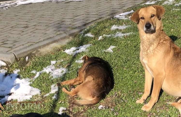 «Кишлак» на шляху до Європи: чому Рені став епіцентром зооапокаліпсису на тлі успіхів сусідів