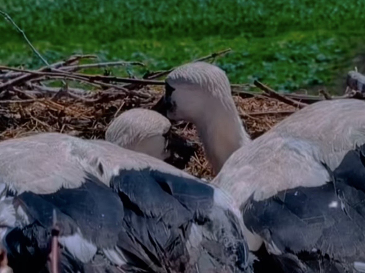 Працівники ДТЕК облаштували на Одещині платформи для гнізд лелек