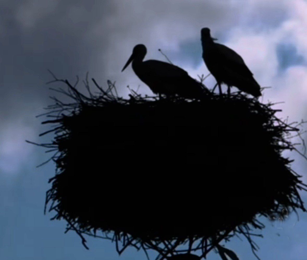 Працівники ДТЕК облаштували на Одещині платформи для гнізд лелек