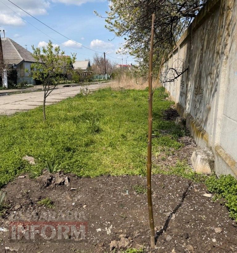 У Кілії комунальники висадили саджанці Адамового дерева