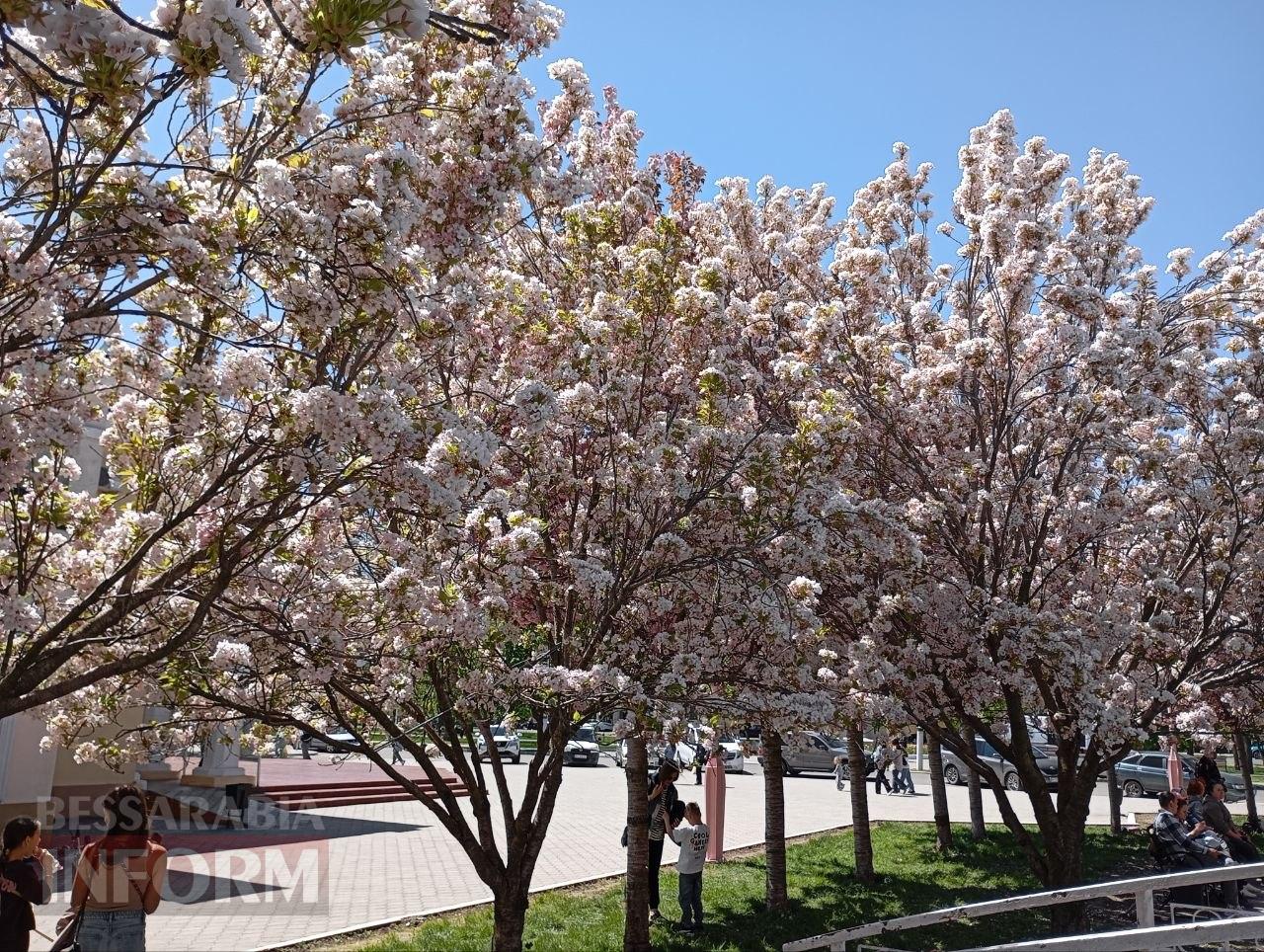 Рожева казка Ізмаїла: як сакуровий сад став символом столиці Придунав’я