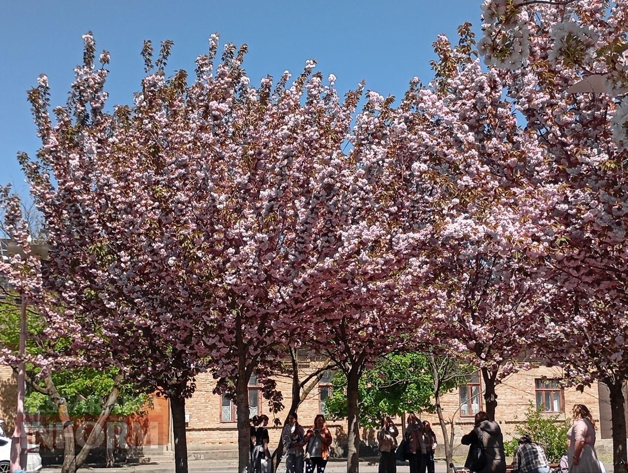 Рожева казка Ізмаїла: як сакуровий сад став символом столиці Придунав’я