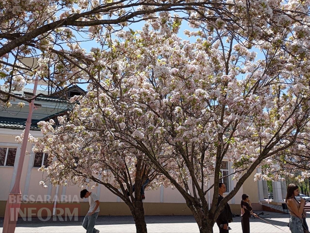Рожева казка Ізмаїла: як сакуровий сад став символом столиці Придунав’я