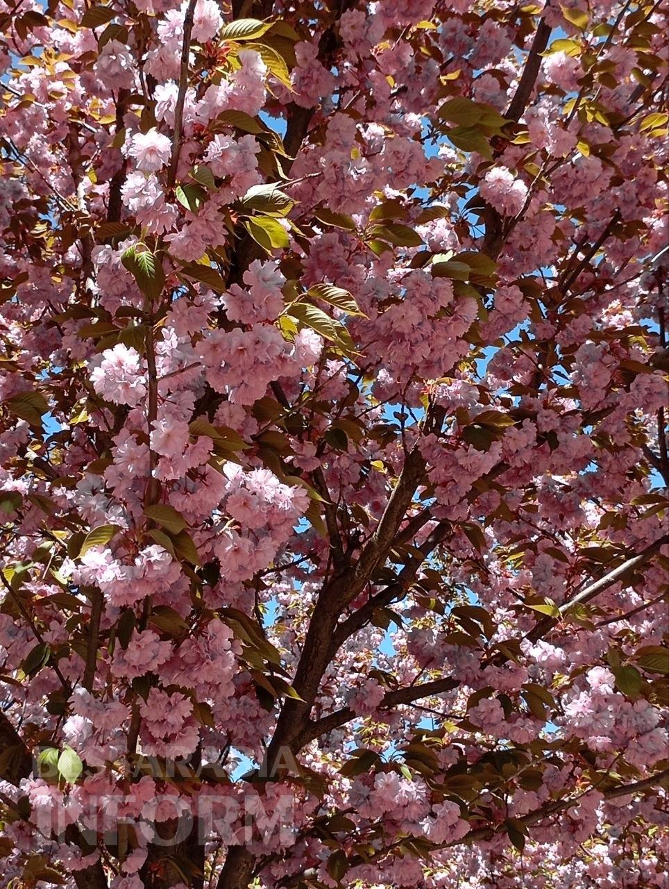 Рожева казка Ізмаїла: як сакуровий сад став символом столиці Придунав’я