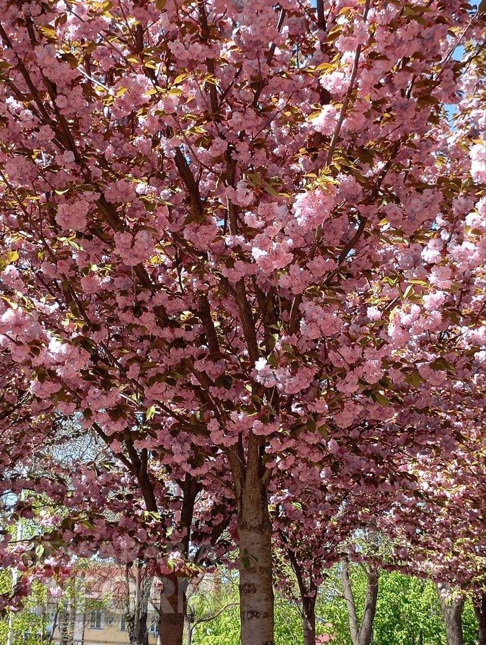 Рожева казка Ізмаїла: як сакуровий сад став символом столиці Придунав’я