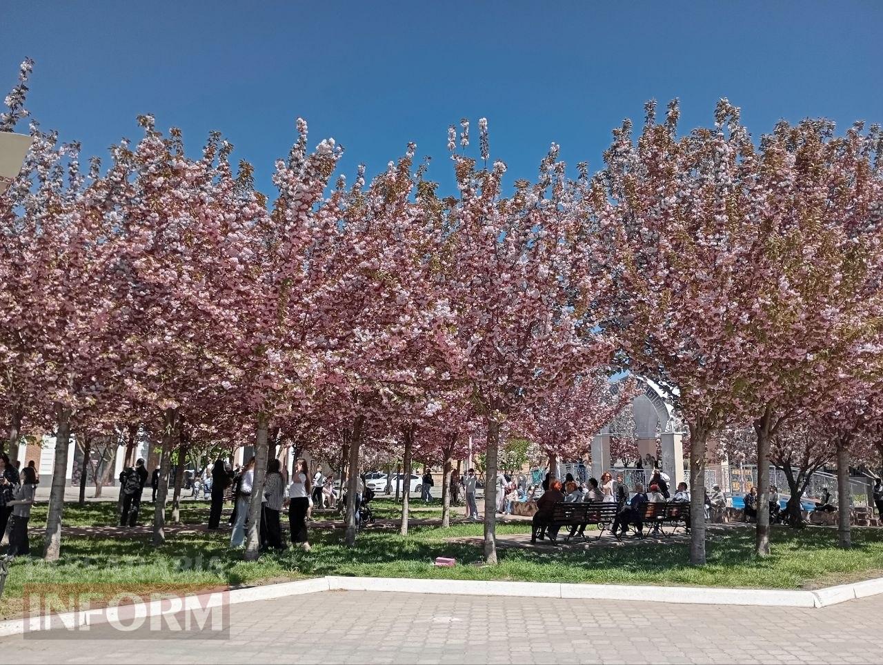 Рожева казка Ізмаїла: як сакуровий сад став символом столиці Придунав’я