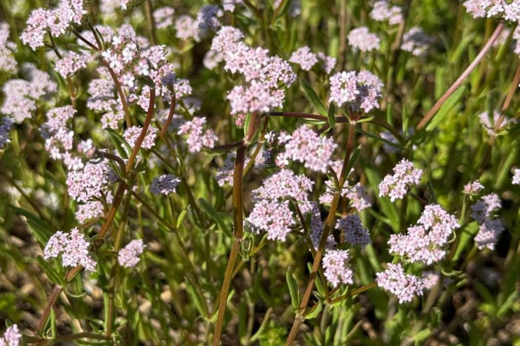 У степах Бессарабії виявили лікарську рослину, що свідчить про збереження екосистеми