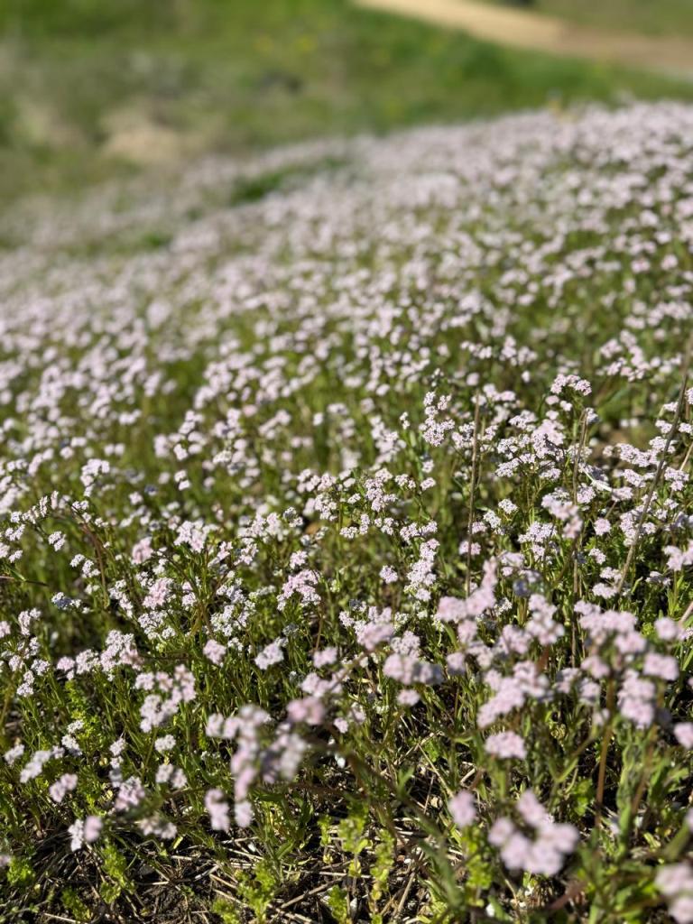 У степах Бессарабії виявили лікарську рослину, що свідчить про збереження екосистеми