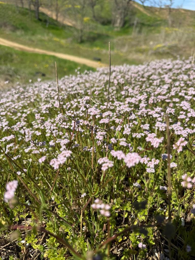 У степах Бессарабії виявили лікарську рослину, що свідчить про збереження екосистеми