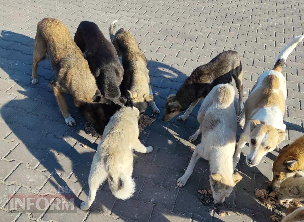 «Кишлак» на шляху до Європи: чому Рені став епіцентром зооапокаліпсису на тлі успіхів сусідів